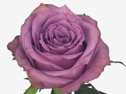 Pink Roses